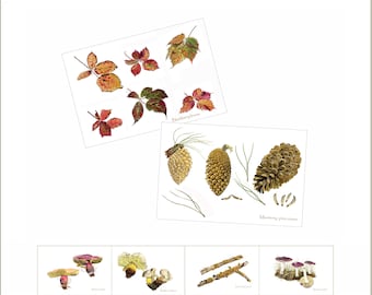 Cartes postales botaniques imprimées à partir de peintures de Peter Thwaites