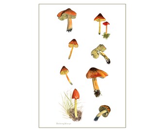 Mushroom art print: Blackening waxcap mushrooms from watercolour painting