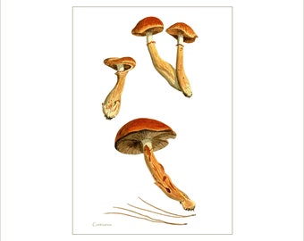 Mushroom art print: Cortinarius mushrooms from watercolour painting