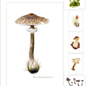 6 mushroom postcards printed from watercolour painting by Peter Thwaites