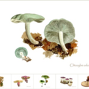 6 cartoline di funghi dai dipinti ad acquerello di Peter Thwaites