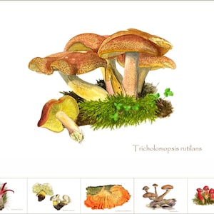 6 cartões postais de cogumelos de pinturas em aquarela de Peter Thwaites