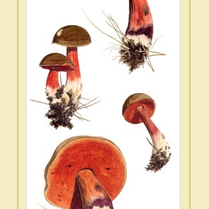Gravure dart de champignon: Boletus erythropus champignons daprès la peinture à laquarelle image 3