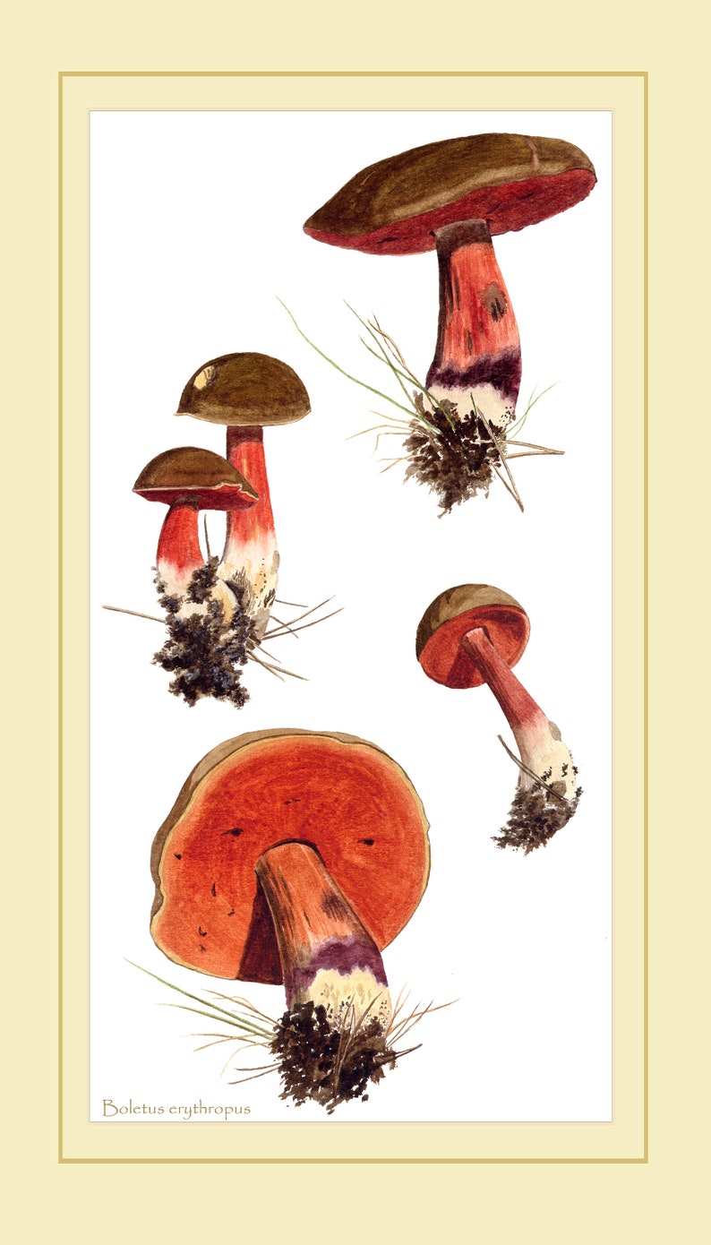 Mushroom art print: Boletus erythropus mushrooms from watercolour painting image 3