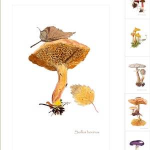 6 cartões postais de cogumelos, de pinturas em aquarela de Peter Thwaites