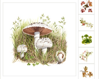 Mushroom and seasonal greeting cards in sets of 6