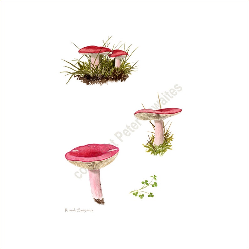 Wild mushroom art, Russula sanguinea, from watercolour painting by Peter Thwaites image 1