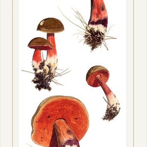Mushroom art print: Boletus erythropus mushrooms from watercolour painting image 4