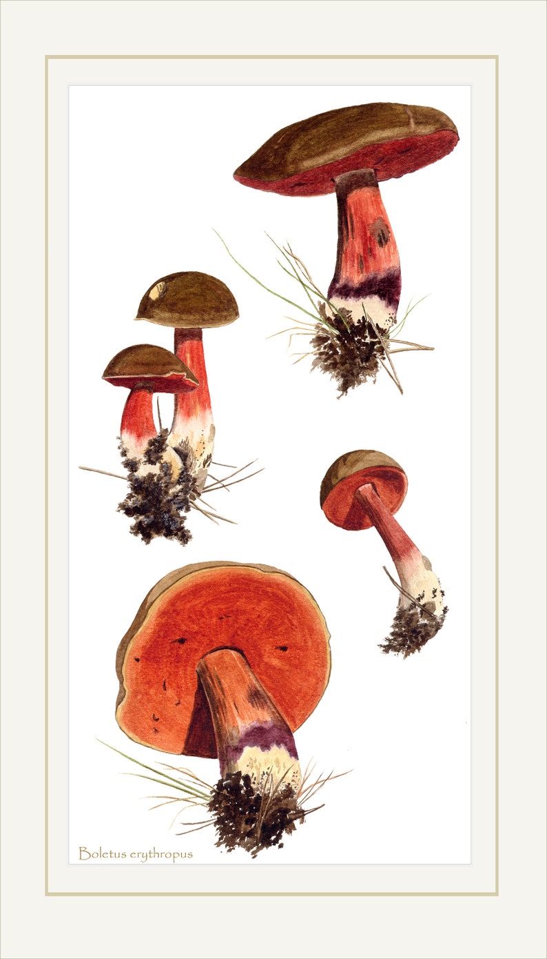 Gravure dart de champignon: Boletus erythropus champignons daprès la peinture à laquarelle image 4