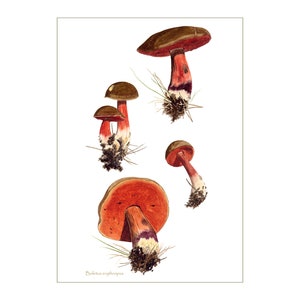 Mushroom art print: Boletus erythropus mushrooms from watercolour painting image 1