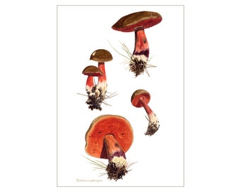 Mushroom art print: Boletus erythropus mushrooms from watercolour painting