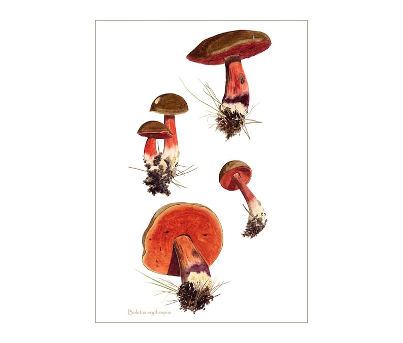 Mushroom art print: Boletus erythropus mushrooms from watercolour painting image 1