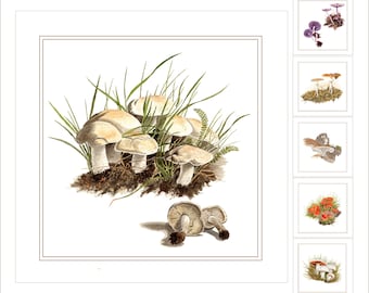 Cartes de vœux aux champignons en ensembles de six
