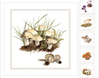 Pilz Grußkarten im 6er Set
