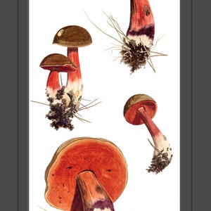 Gravure dart de champignon: Boletus erythropus champignons daprès la peinture à laquarelle image 5