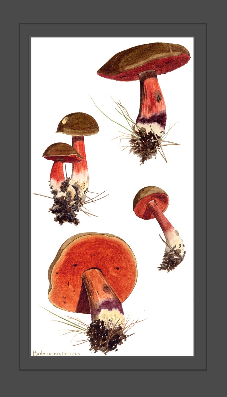 Mushroom art print: Boletus erythropus mushrooms from watercolour painting image 5