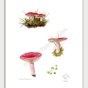Wild mushroom art, Russula sanguinea, from watercolour painting by Peter Thwaites image 4