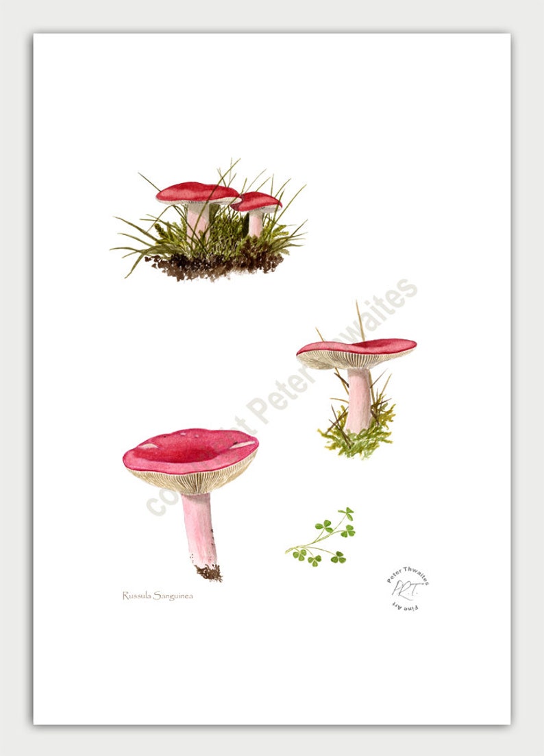 Wild mushroom art, Russula sanguinea, from watercolour painting by Peter Thwaites image 4