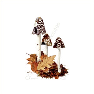May include: Three white mushrooms with brown and white patterned caps, growing in a bed of brown leaves. The mushrooms are called Coprinus picaceus.
