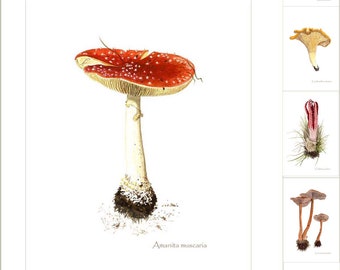6 Pilz-Postkarten, gedruckt nach Aquarellbildern von Peter Thwaites