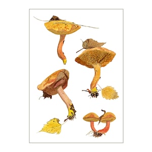 Pilz Kunstdruck nach Aquarellmalerei