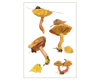 Mushroom art print from watercolour painting