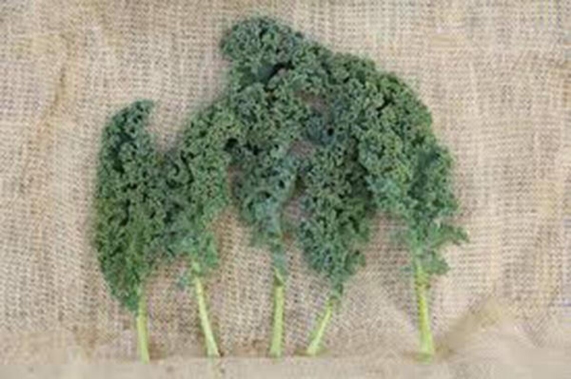 Kale, Vates Blue Curled Scotch Kale Seeds, Heirloom, NON GMO, Country ...
