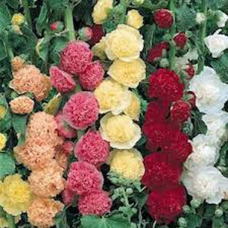 Hollyhock Mixed Flower Seeds, Heirloom, Country Creek Acres image 3