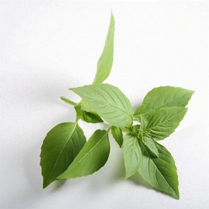 May include: A sprig of green Thai basil with several leaves.