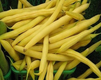 Top Notch Golden Wax Bush Bean Seeds, Heirloom, NON GMO, Country Creek Acres