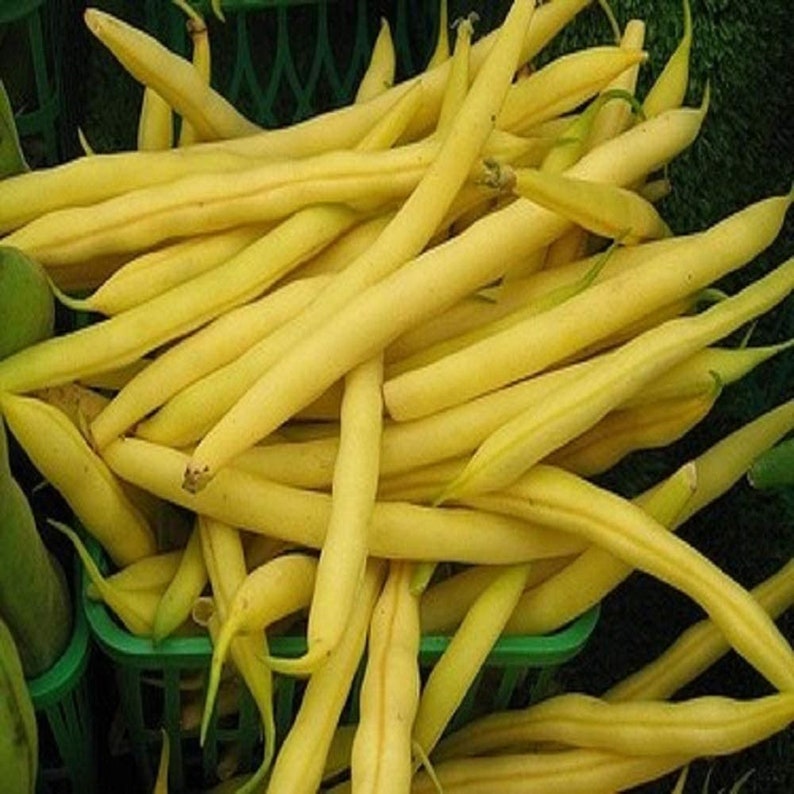 Country Creek Acres Top Notch Golden Wax Bush Bean Seeds