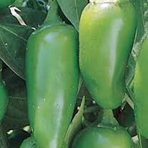 Pepper Seeds, Early Jalapeno Chile Pepper, Heirloom, Spicy Great Fresh
