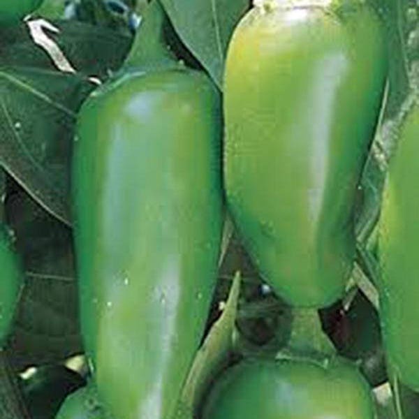 Pepper, early jalapeno chille , heirloom, 25+ seeds, spicy great fresh