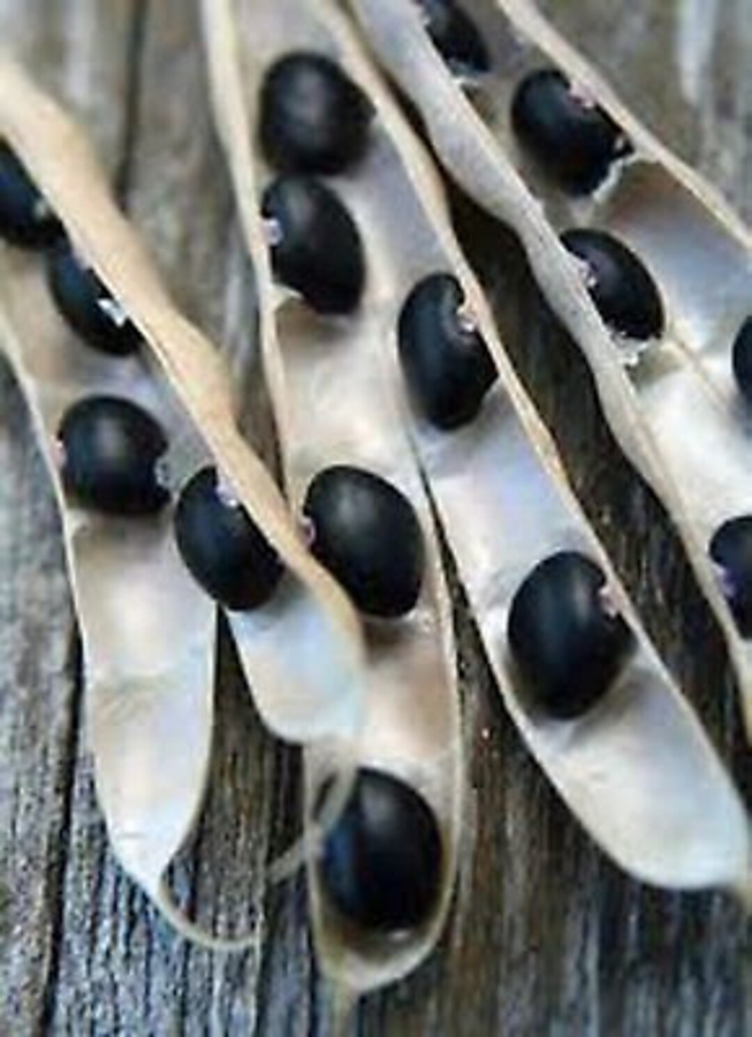 Bean Seed, Black Turtle Bush Bean Seeds, Heirloom, NONGMO, Country