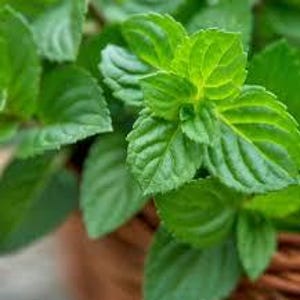Peppermint Seeds - Versatile & Aromatic Herb Belonging to the Genus Mentha,Has Oils that Contribute to their Characteristic Aroma and Flavor