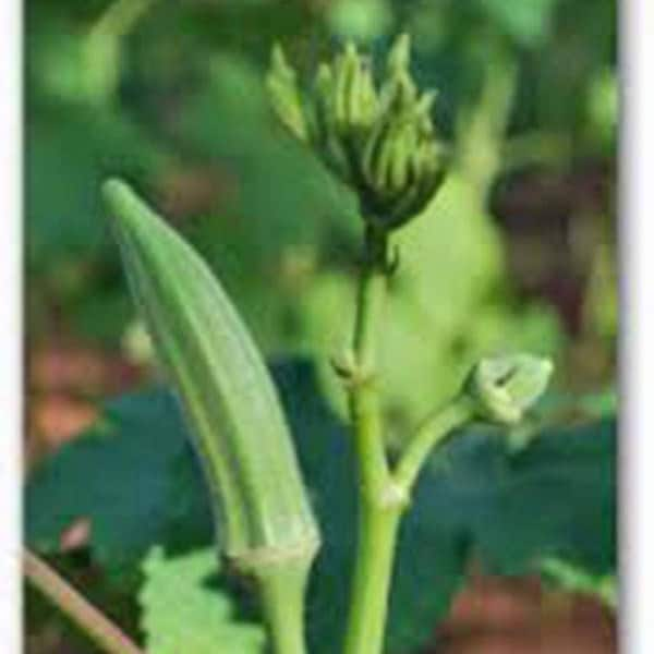 Okra, Perkins Long Pod Okra Seeds, Heirloom, NON GMO, Country Creek Acres