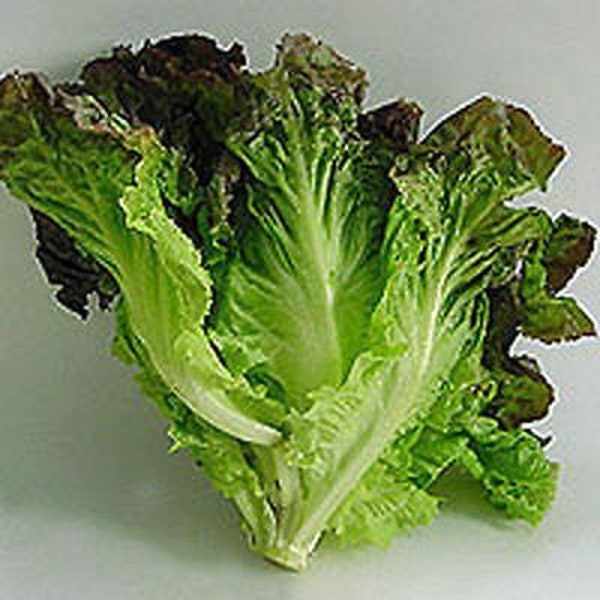 Lettuce, Red Romaine Lettuce Seeds, Heirloom, NON GMO, Country Creek Acres