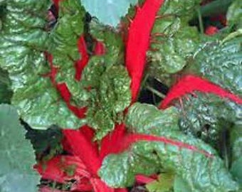 Rhubarb, Swiss Chard Rhubarb Seeds, Heirloom, NON GMO, Country Creek Acres