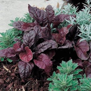 May include: A close-up of a patch of dark purple foliage with green leaves in the background. The foliage is growing in a bed of brown mulch.