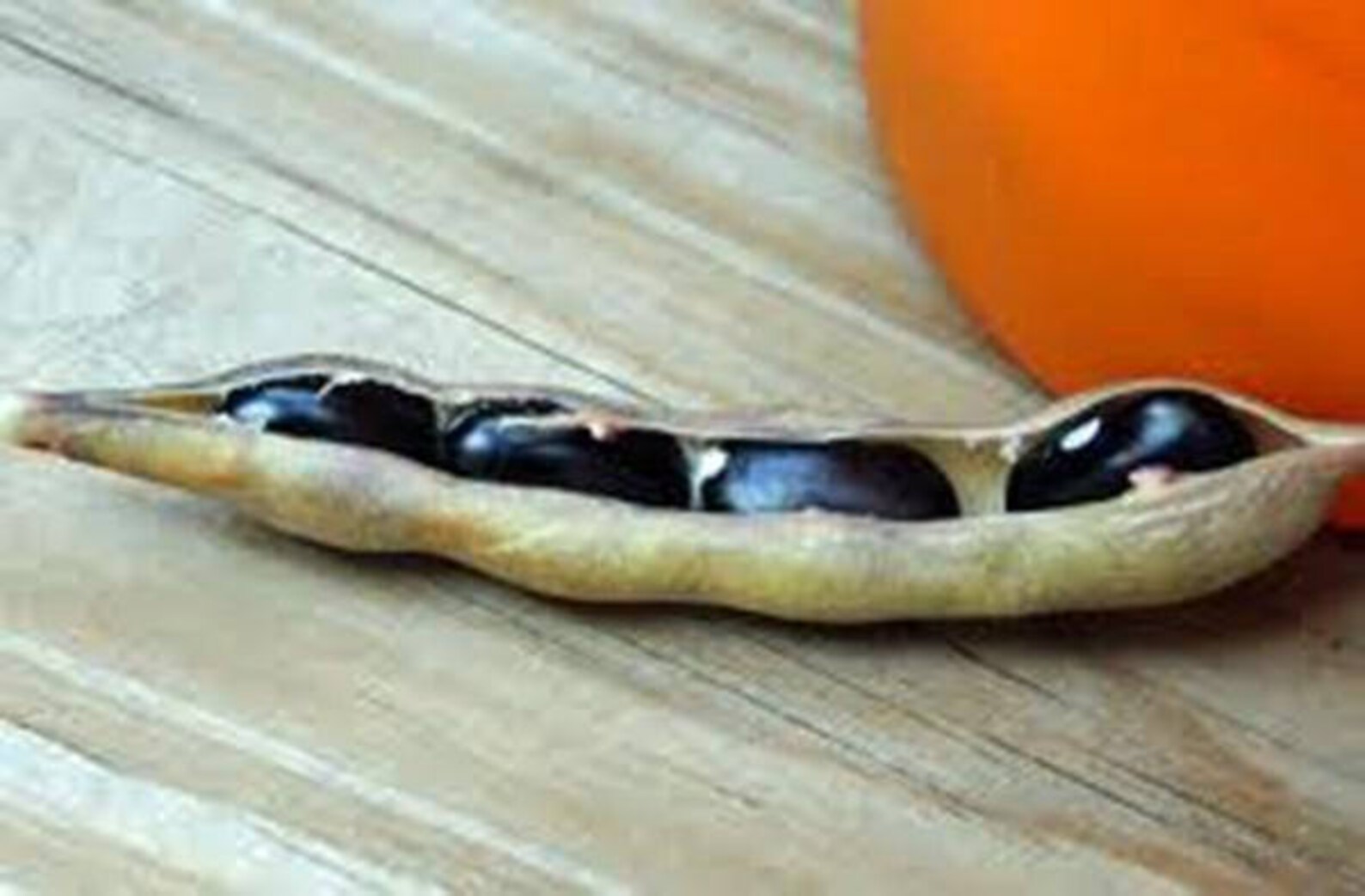 Bean black turtle pole bean heirloom organic seeds a Etsy