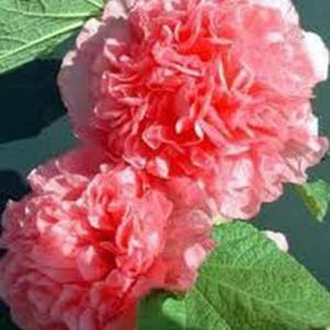 Hollyhock Mixed Flower Seeds, Heirloom, Country Creek Acres image 4