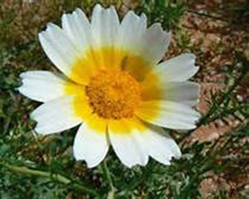 Garland Daisy Seeds Heirloom Country Creek Acres Etsy