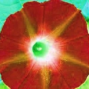 May include: A close-up of a red flower with a green center. The flower has a starburst pattern of light radiating from the center.