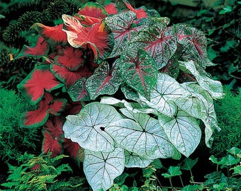Caladium, Bulb, Fancy Mix, Easy to Grow, Colorful Mix, HOSTA, Country Creek Acres Brand