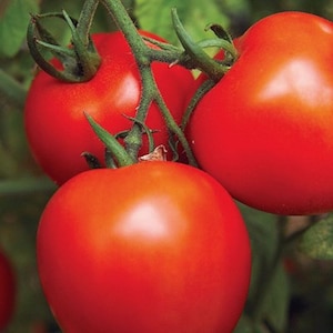 May include: Close-up of three ripe red tomatoes on a vine. The tomatoes are round and smooth, with a glossy finish. The vine is green and has small leaves.