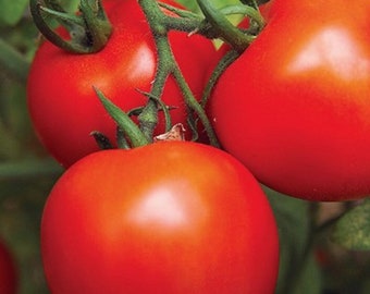 Tomato, Jet Star Tomato Seeds, Heirloom, NON GMO, Country Creek Acres