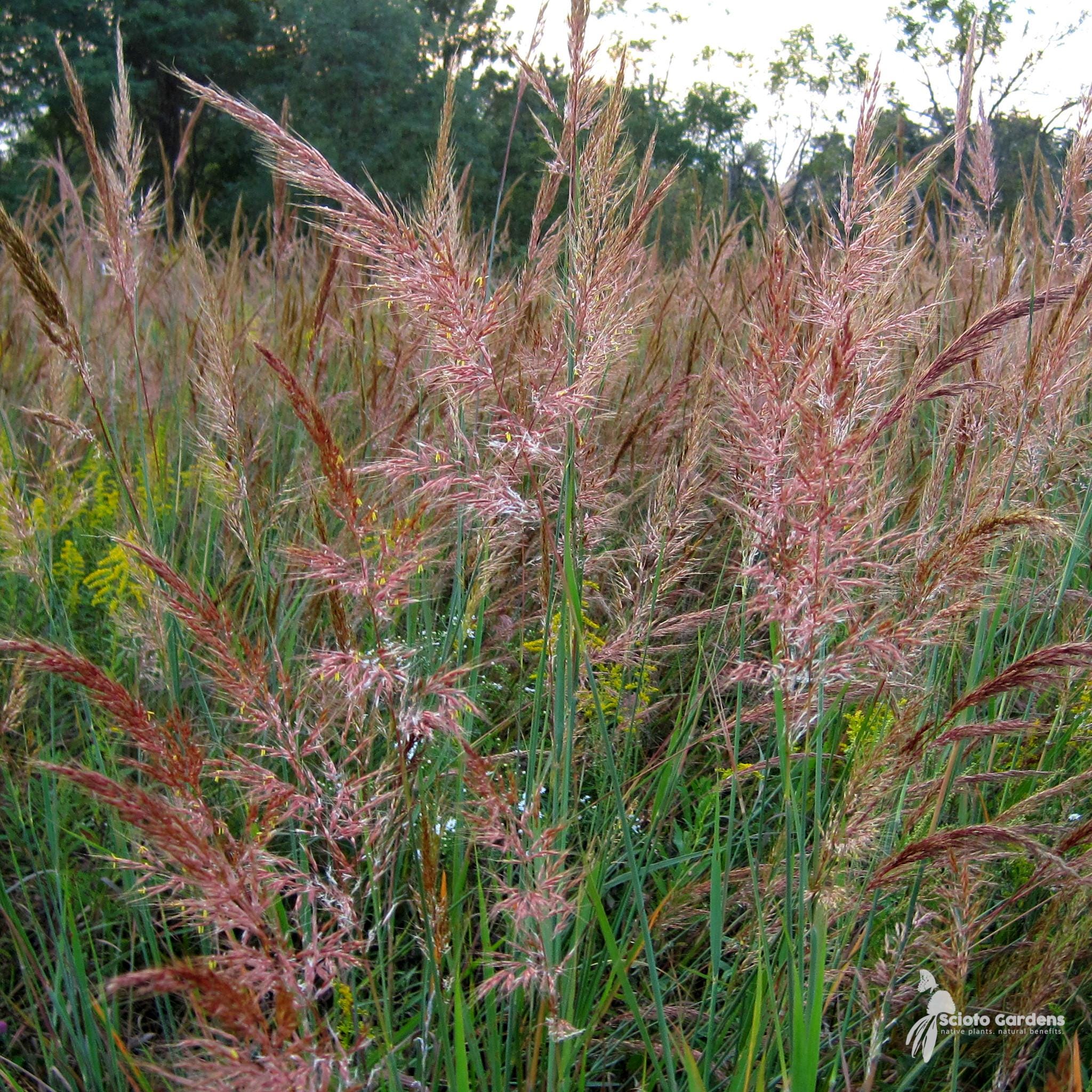 johnson grass and rabbit tobacco Rabbit Tobacco; Sweet Everlasting (Pseudognaphalium obtusifolium)