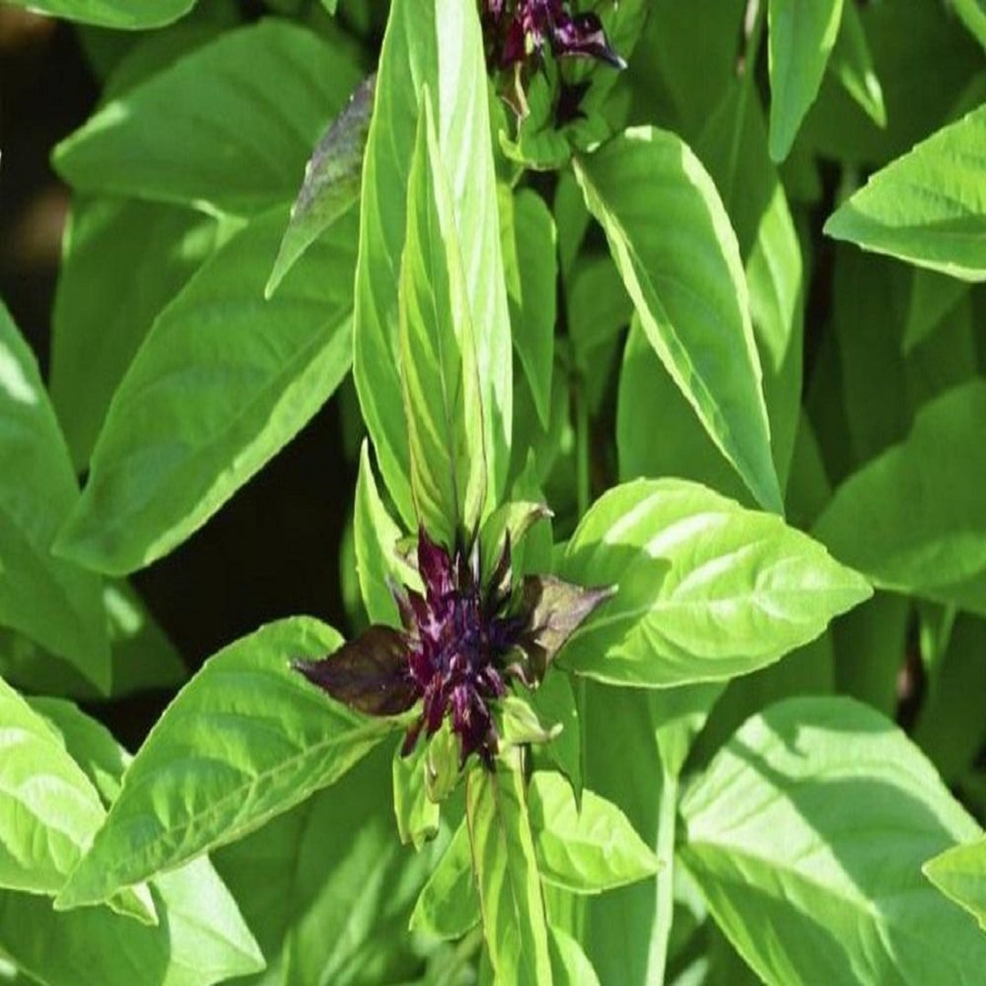 Licorice Basil Herb Seeds Heirloom NON GMO Country Creek Etsy