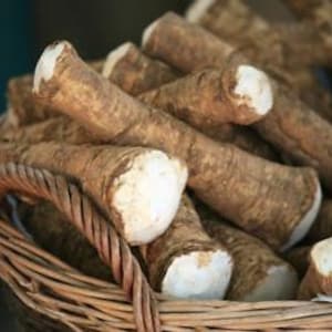 Horseradish Root, Ready to Plant or Process Into Sauces, Dips or Tonics, Heirloom, NON GMO, Country Creek Acres