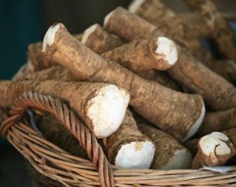 Horseradish Root, Ready to Plant or Process Into Sauces, Dips or Tonics, Heirloom, NON GMO, Country Creek Acres